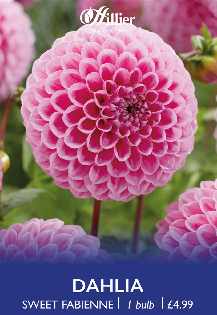 Dahlia Sweet Fabienne Bulbs 8718641970324 2
